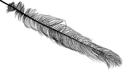 long straight ostrich feather on white