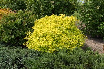 małe iglaki © macpul