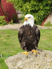 Weisskopfseeadler auf einem Stein