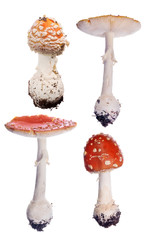 group of four orange fly agaric mushrooms on white