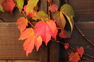 Obraz premium Rankende Blaetter in rot und gruen