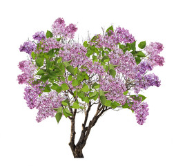 tree lilac blossom isolated on white