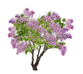Door stickers Lilac tree lilac blossom isolated on white