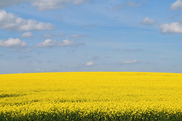 Obraz premium Yellow rape field, blue sky with clouds