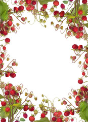 wide frame from wild strawberries on white