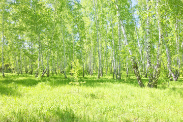 summer birch forest