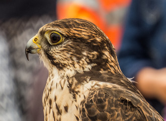 Hawk, eagle, falcon, kestrel in Trasmoz, Zaragoza, Aragon Spain