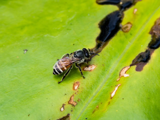 Bee drinking flower