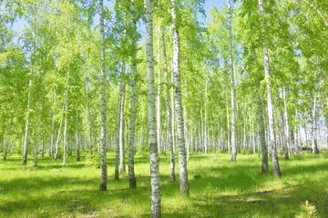 Aluminium Prints Birch grove summer birch forest