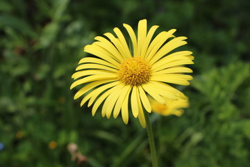 Fleur d'amique jaune
