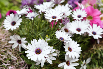 Fototapeta premium White daisies in a garden