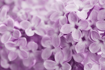 Beautiful background of lilac flowers, vintage floral texture, macro