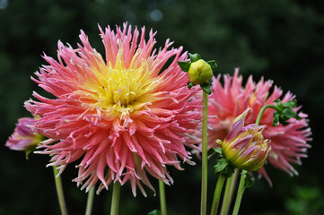 Dahlie