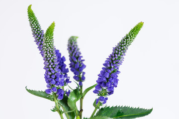 Veronica flower spikes macro