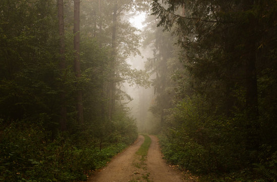 Fototapeta Empty forest road on a foggy morning with copy space