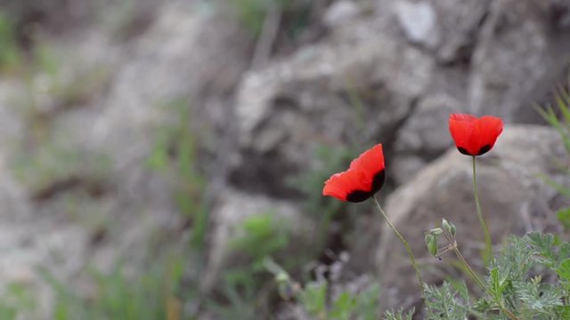 Two red poppies swaying the breeze against the background of rocks and greenery