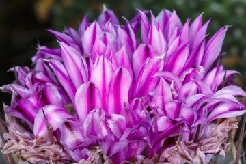 close up beautiful color  flower cactus