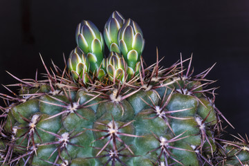 close up beautiful color  flower cactus