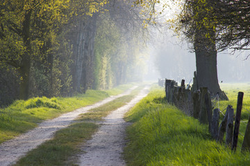 Fototapeta premium warm light falling on a road in a dark forest