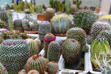 cactus in greenhouse growing, selective focus.