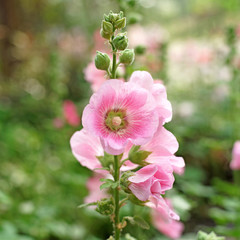 beautiful hollyhock flower or althaea flower