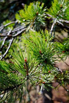 pine branch, evergreen