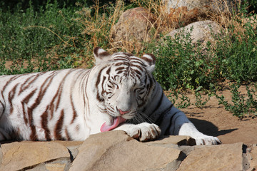 Fototapeta na wymiar Tiger licking paw