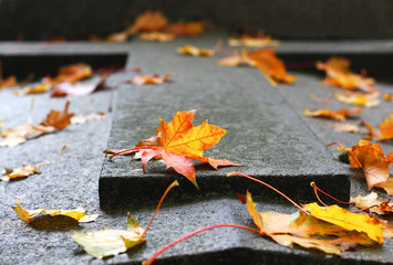 Fototapeta premium The autumn trees, the old grave in the cemetery of Pere-Lachaise.