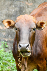 Close up of cow eating grass.