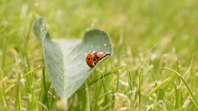Love-making ladybugs couple on green leaf