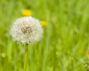Dandelion with ripe seeds on bokeh background, macro, selective focus, shallow DOF