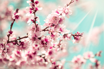 Fototapety  Blossom tree over nature background/ Spring flowers/Spring Background