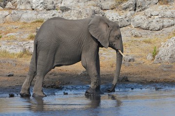 Elefant planscht am Wasserloch im Etosha Nationalpark