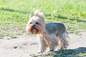 the cheerful dog joyfully runs on a grass