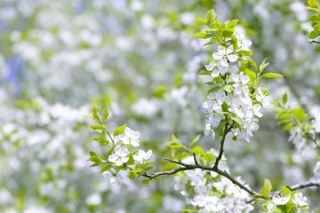 Beautiful flowering plum trees. Background with blooming flowers in spring day.
