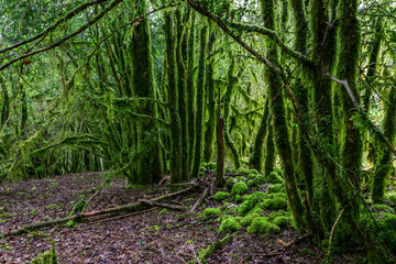 Fototapeta premium Forêt couverte de mousse