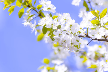 Beautiful flowering plum trees. Background with blooming flowers in spring day.