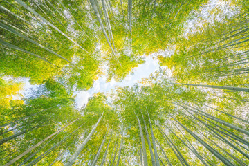 Panele Szklane  Bambusowy las w świątyni Adashinonenbutsu, turystyka kioto, japonia