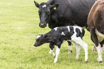 cow on grassland of New Zealand