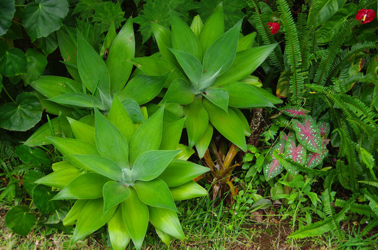 รูปภาพAttenuata เลือกดูภาพถ่ายสต็อก เวกเตอร์ และวิดีโอ692 Adobe Stock