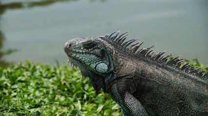 Obraz premium Closeup of green iguana 