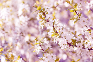 Fototapeta na wymiar Beautiful flowering plum trees. Background with blooming flowers in spring day.