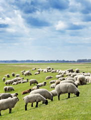 Fototapeta premium Schaf