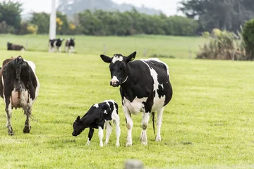 Door stickers Cow cow on grassland of New Zealand