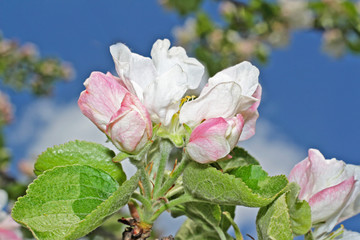 Apple tree flower and sky