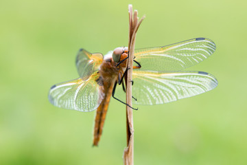 Frisch geschlüpfte Spitzenfleck Libelle (Libellula fulva) 