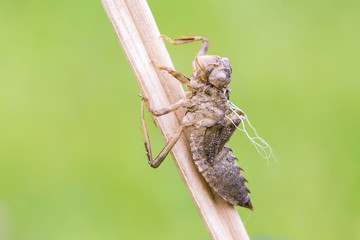 Exuvie der frisch geschlüpften Spitzenfleck Libelle (Libellula fulva) 