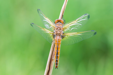 Frisch geschlüpfte Spitzenfleck Libelle (Libellula fulva) 