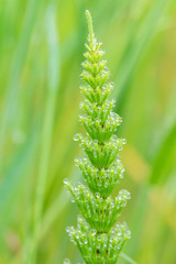 Teich-Schachtelhalm (Equisetum fluviatile) Guttation Tropfen