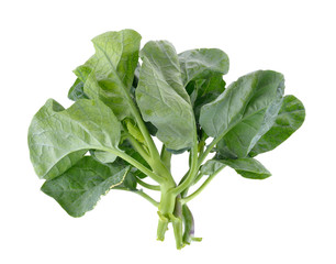 chinese broccoli on white background